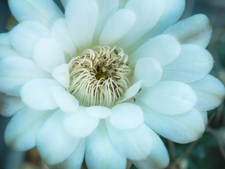 White Cactus Flower Blooming