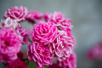 Romantic bunch of wild pink roses