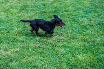Dog running on green grass field