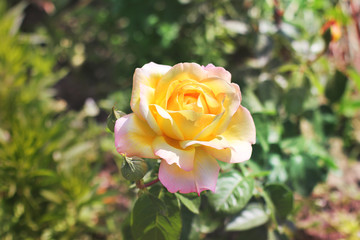 A bicolour rose. Yellow rose with a red edging. Summer