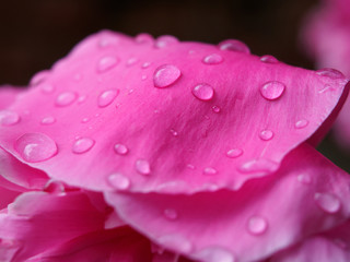 Fototapeta premium Beautiful rain droplets on petal of peony flower. Macro view.