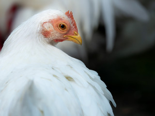 The Bantam Female