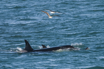 Fototapeta premium Orca attacking sea lions, Patagonia Argentina