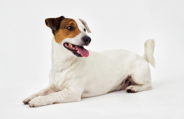 Jack Russell Terrier looks on white background