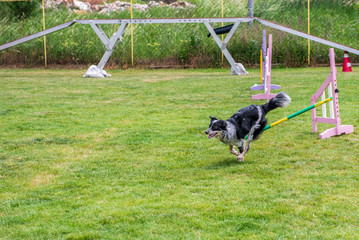 Naklejka na ściany i meble Border Collie on agility field for dogs, training and competing, jumping over obstacles, crossing over balance ramp, passing through the tunnel, running slalom 