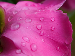 Beautiful rain droplets on petal of peony flower. Macro view.