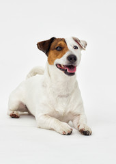 Jack Russell Terrier looks on white background