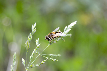 The fly rests on the spikelet