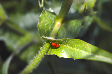 the ladybug is hiding in a leaf