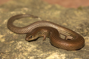 Snake skink, Lygosoma sp, Scincidae, Agumbe ARRSC, Karnataka , India