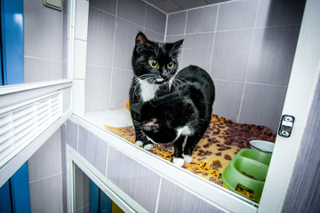 Black and white cats  in an animal shelter
