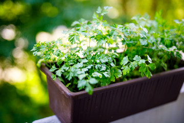 Fresh green parsley on balcony. Healthy herbs for cooking.