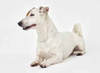 Obraz premium Jack Russell Terrier looks on white background