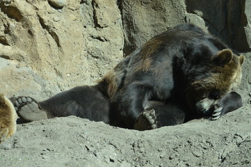 Grizzly bear in the dirt
