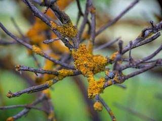 Yellow lichen on a tree branch