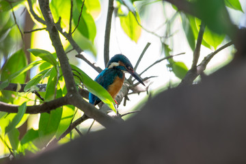 Common Kingfisher in Bangkok,Thailand