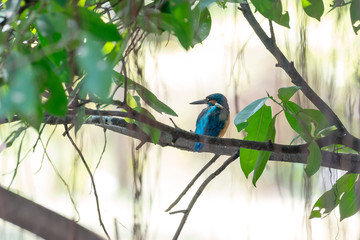 Common Kingfisher in Bangkok,Thailand