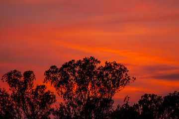Silhouette of tree with beautiful sunset background