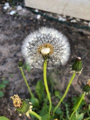 Half blown Dandelion