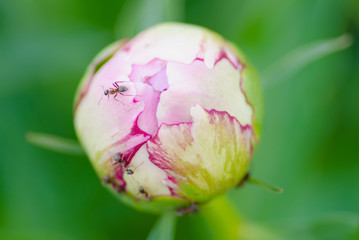 small ants on a closed flower bud