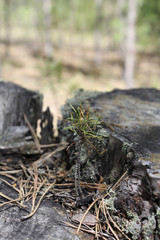 The green sprout of pine