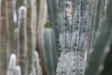 group of cacti or cactuses