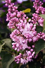 Lilacs garden in Moscow. Blooming lilac trees. Color photo.