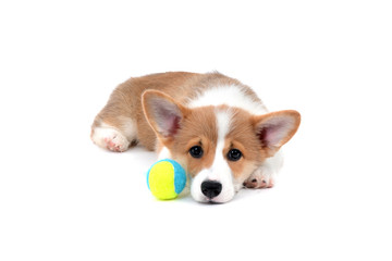 tired corgi puppy lying with ball white background