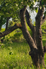 Fototapeta premium cracked old tree