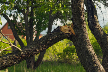 Fototapeta premium cracked old tree