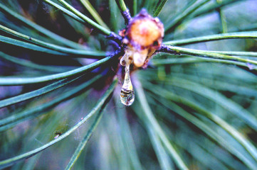A drop of resin from a tree