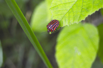 Red-black bug