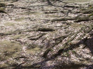 桜の花びら散る公園風景