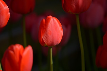 Tulpenmeer