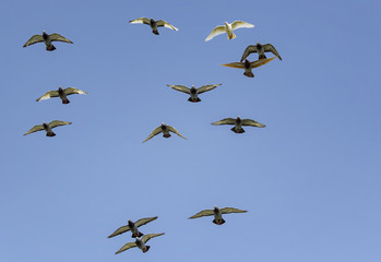 flock of speed racing pigeon bird flying against clear blue sky