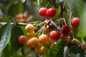 ripe cherry grows on a tree