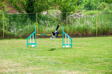 Border Collie on agility field for dogs, training and competing, jumping over obstacles, crossing over balance ramp, passing through the tunnel, running slalom
