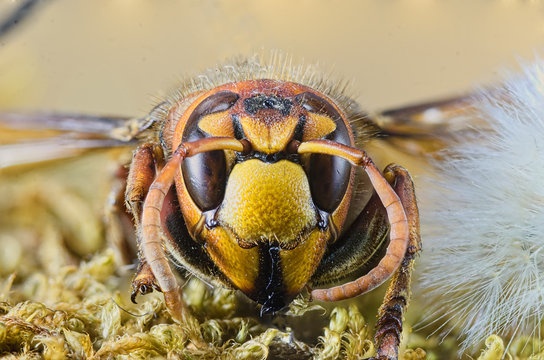 Close-up European Hornet