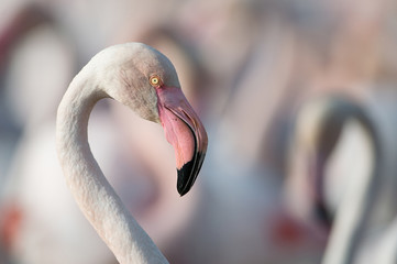 Fototapeta premium Flamingos
