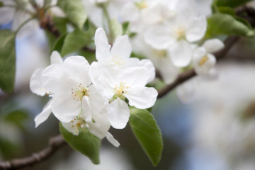 Apple tree blooming