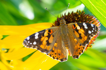 Closeup di una farfalla Vanessa Cardui su un fiore di echinacea