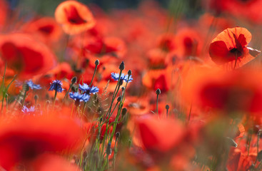 Kornblumen im Mohnfeld