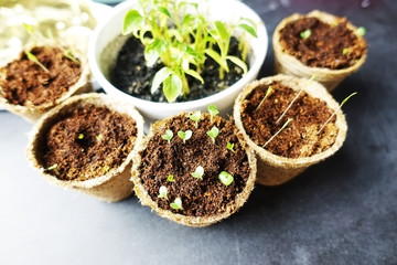Seedlings growing in small cardboard containers
