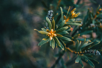 small leaves of daphne gnidium