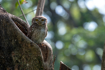 Spotted owlet is a small owl