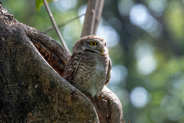 Spotted owlet is a small owl