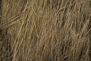 Hay seamless background