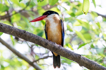 black-capped kingfisher is a tree kingfisher which is widely distributed in tropical Asia.