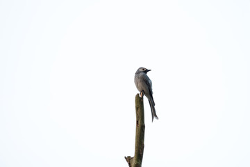 ashy drongo is found widely distributed across South and Southeast Asia