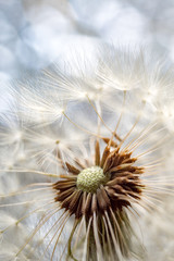 Fluffy dandelion